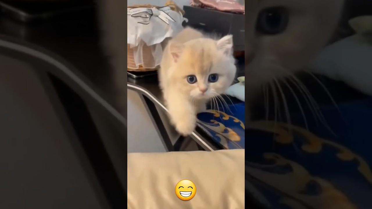 Funny cat videos | cute cats | Try not to laugh | Cat videos Compilation