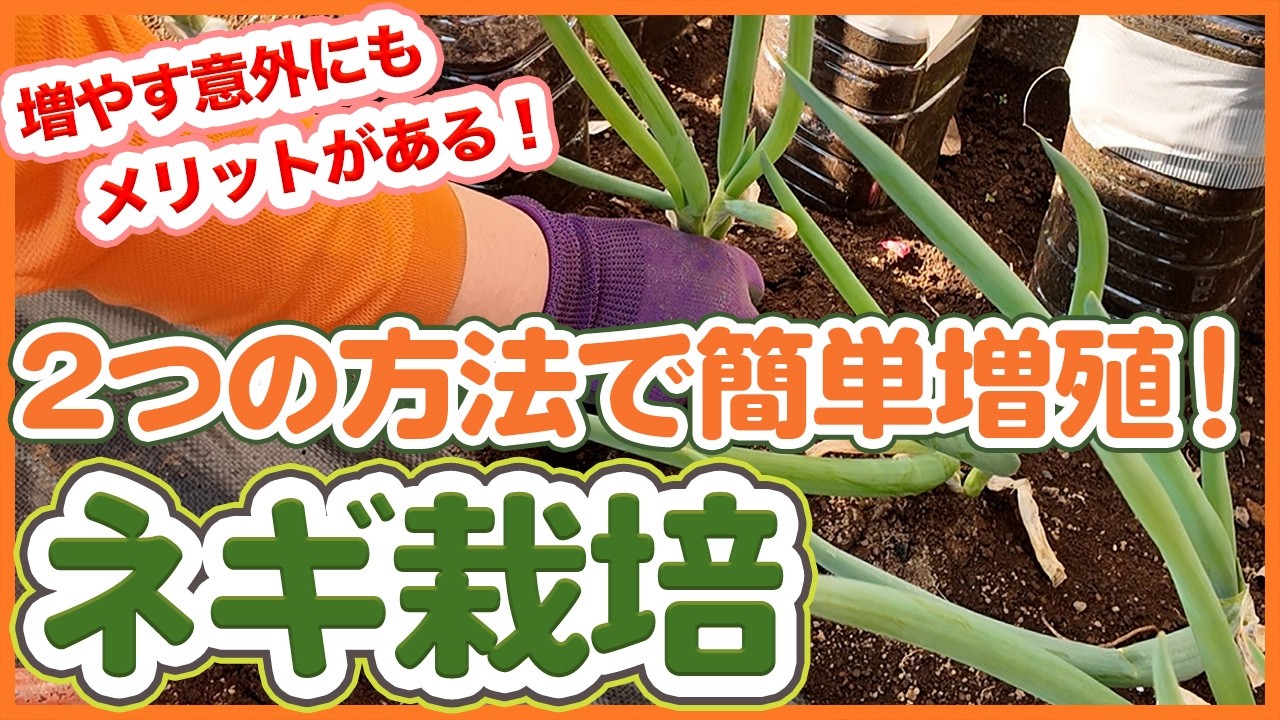 【ネギ栽培】どんどん増える！ネギを増やす簡単な育て方【シェア畑】【農園ライフ】