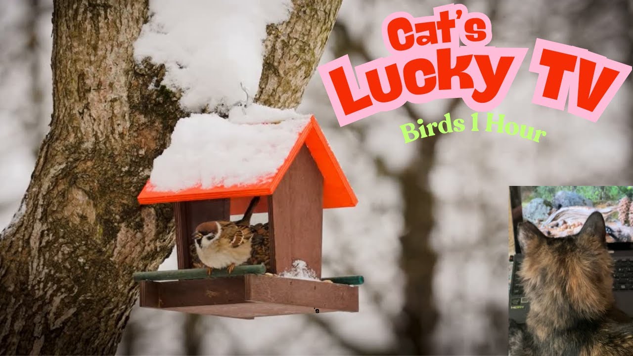 My Cat's Lucky TV Watching 1Hour How Birds Eat/Drink/ Chirping To Be Calm & #relaxing #cat #pets