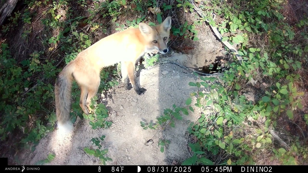 2025 Fox And Badger Den Entrance