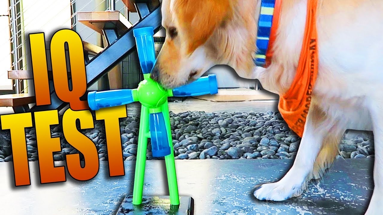 TESTING OUR DOGS' IQ (Super Cooper Sunday #110)