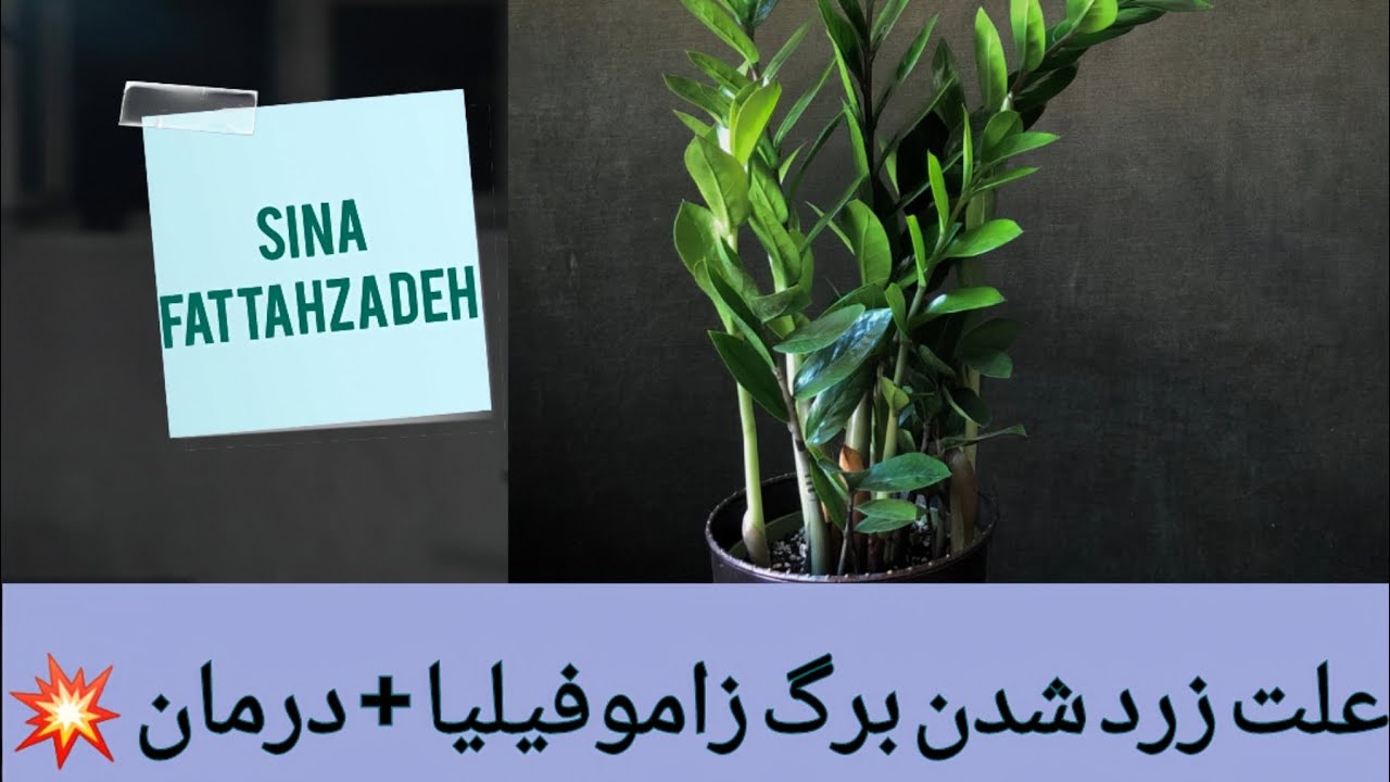 علت زرد شدن برگ زاموفیلیا و درمان‌ آن  😎🫣