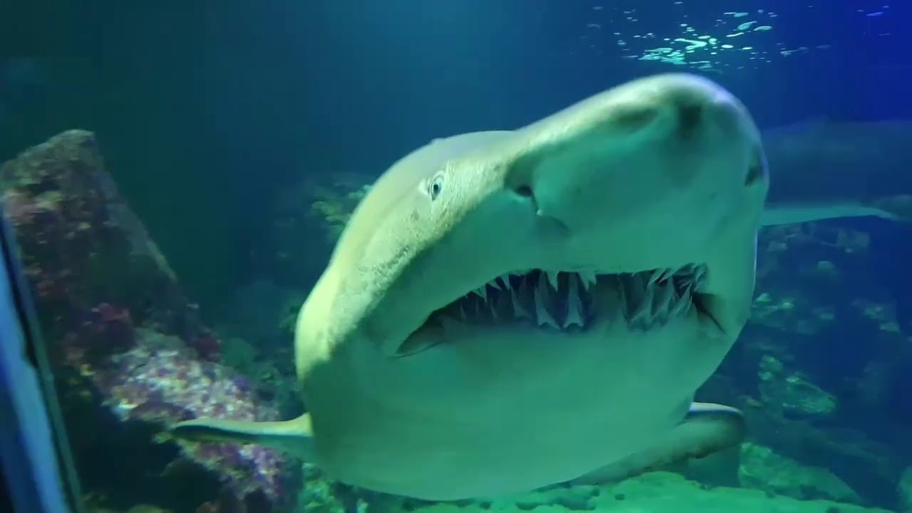 Dingle Aquarium 2020