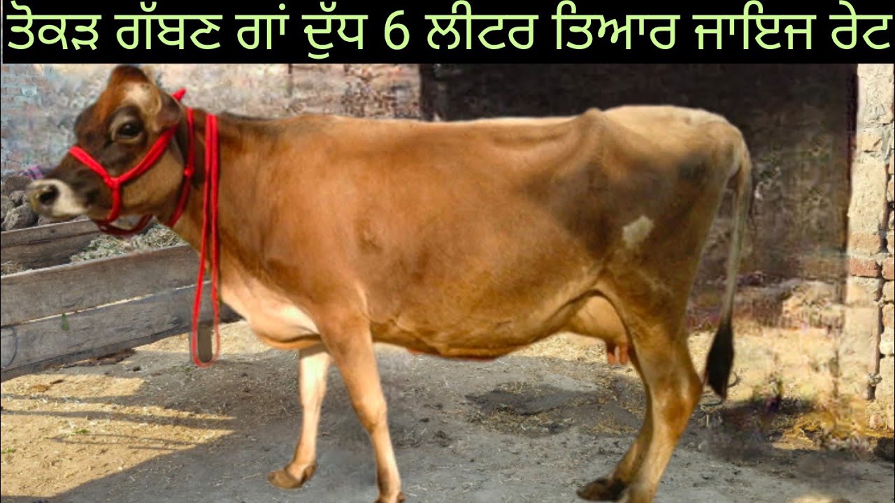 #ਤੋਕੜ ਗੱਬਣ ਗਾਂ ਗੱਬਣ ਗਾਂਵਾਂ ਵਿਕਾਊ ਜਾਇਜ ਰੇਟ  3 cows for sale #best #qulity #top #cow #sale #viralvideo