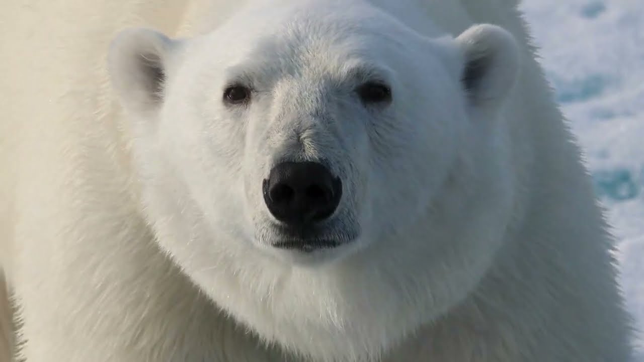 Svalbard 2025