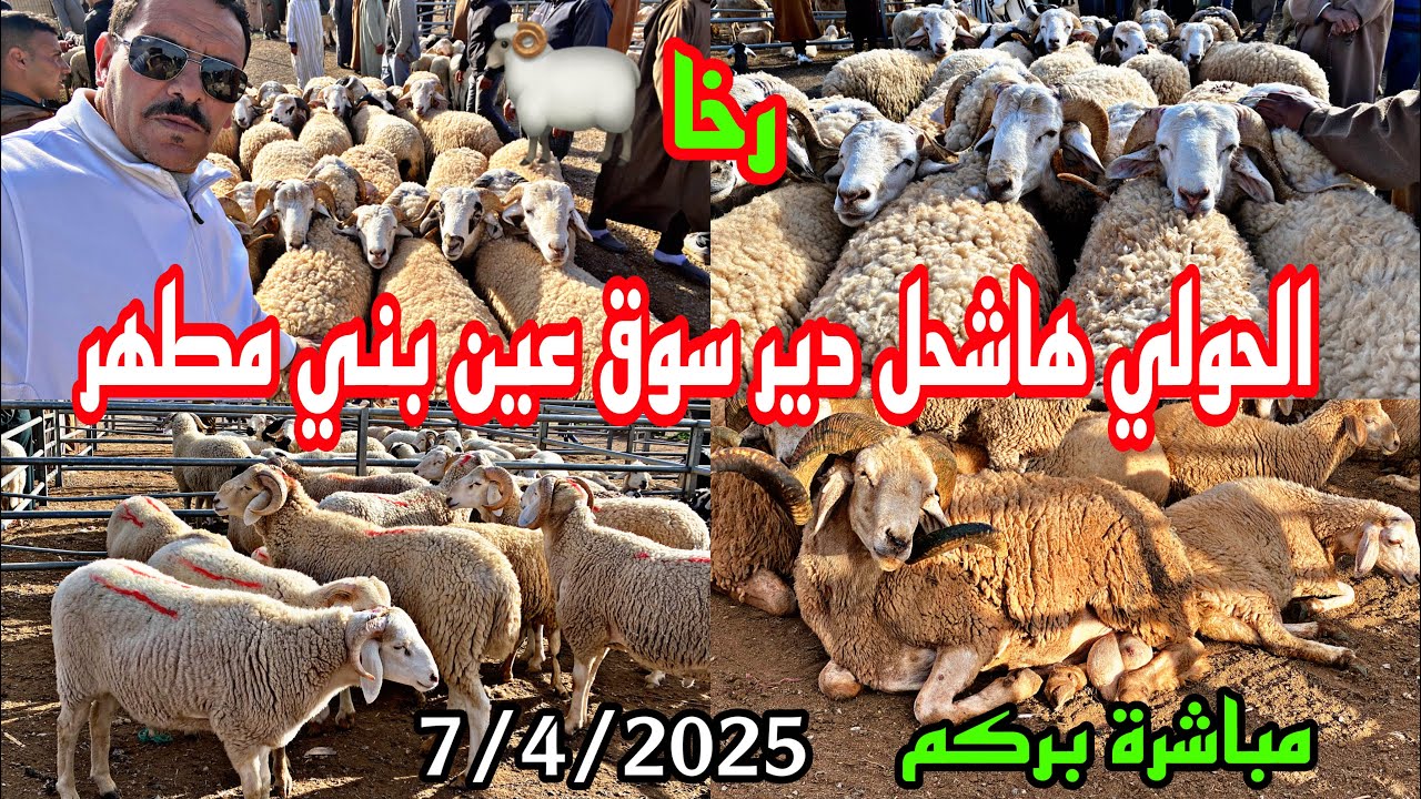 مباشرة سوق الاثنين عين بني مطهر شكون ديك الحولي أسعار خيالية بالرخاء أكبر حوالي هاشحال دير