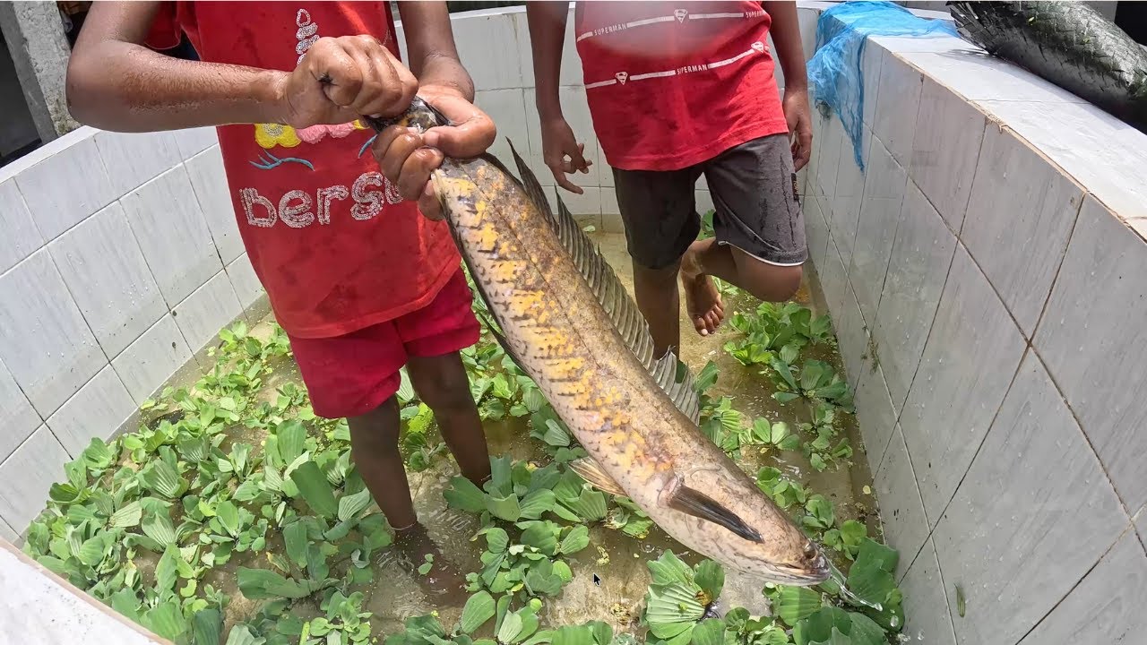 Super Kids Removing Dirt From Aquarium Fish Tank