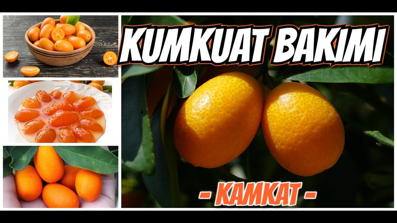 KUMKUAT BAKIMI (KAMKAT)