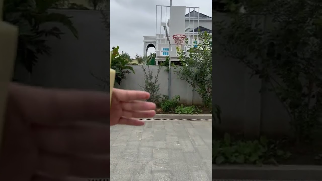 Sun Conure Freeflight training❤️