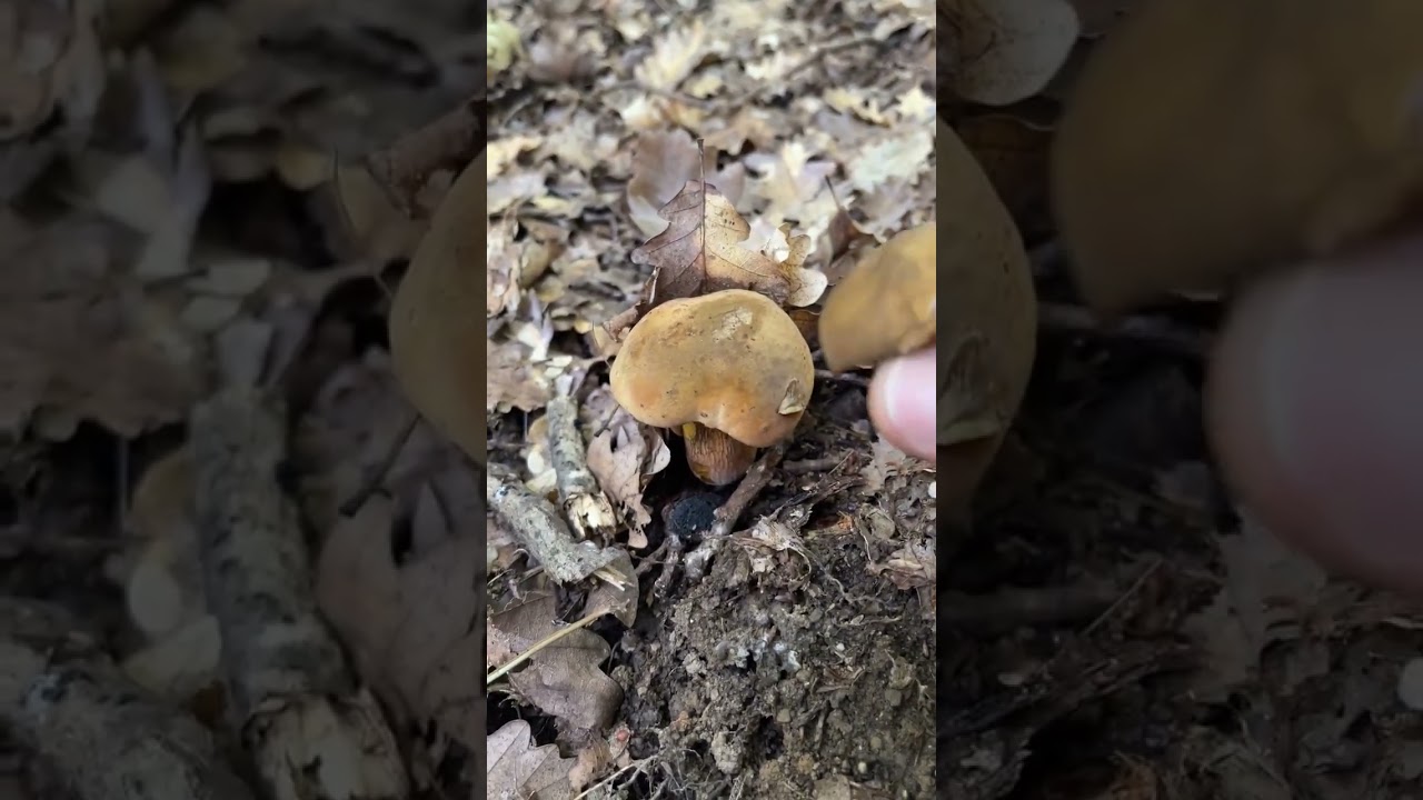 Братья Дубовики. Boletus. Boletaceae. Leccinum luridum. Tubiporus luridus. Dictyopus luridus. Грибы.