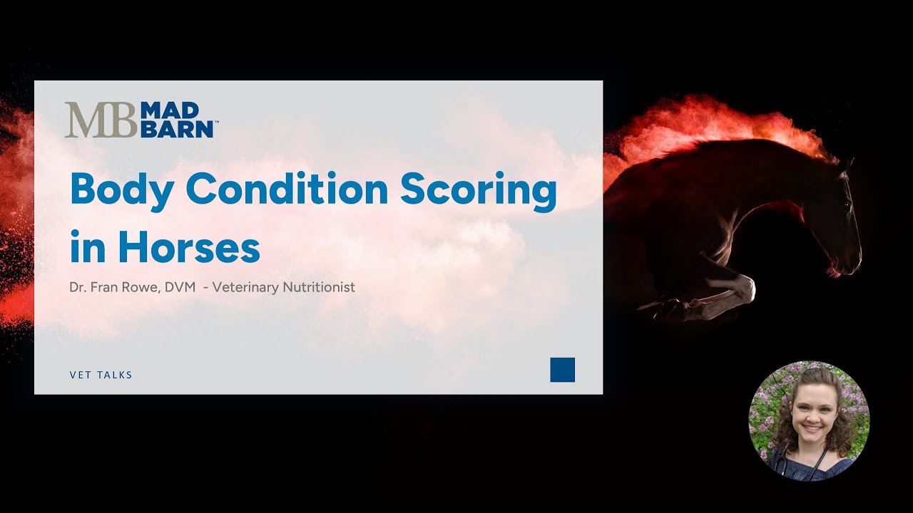 Body Condition Scoring in Horses - Mad Barn - Vet Talk