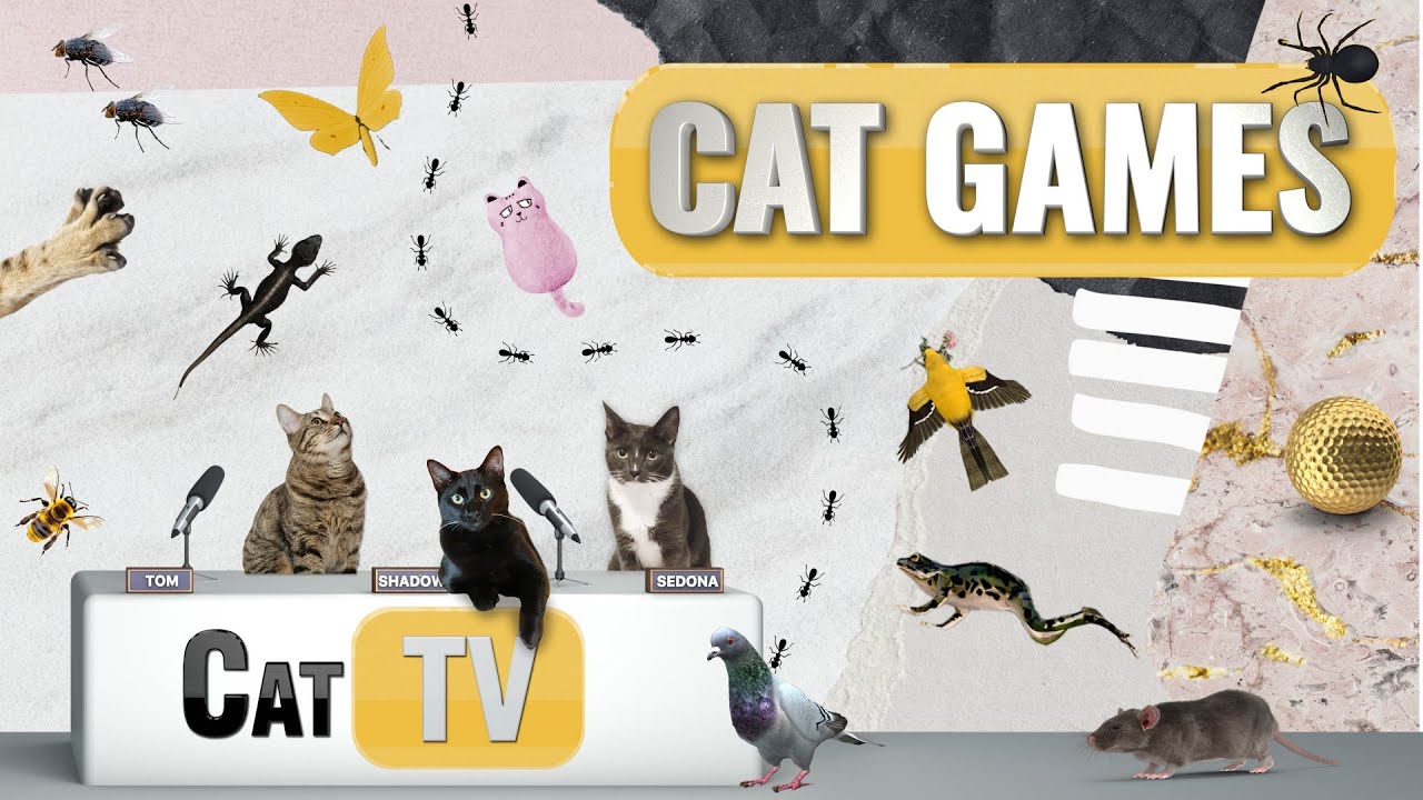 Кошачьи игры | Лучшая подборка Cat TV, том 14 | 2 ЧАСА 🐱📺🐇🕷️🏀🎣🎈🦜🐜🐭🧵🐝🐞🦋🦎