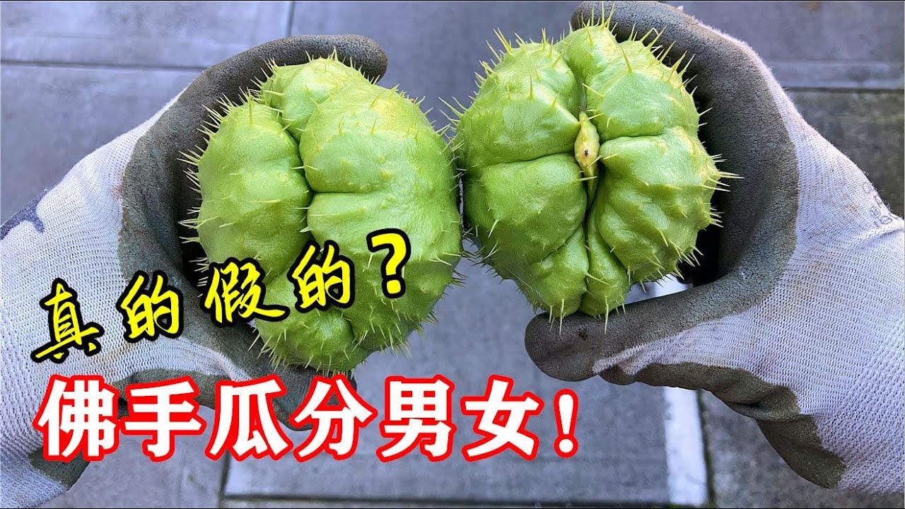 佛手瓜如何留种？【如何种植佛手瓜】/ 佛手瓜如何留種？【如何種植佛手瓜】