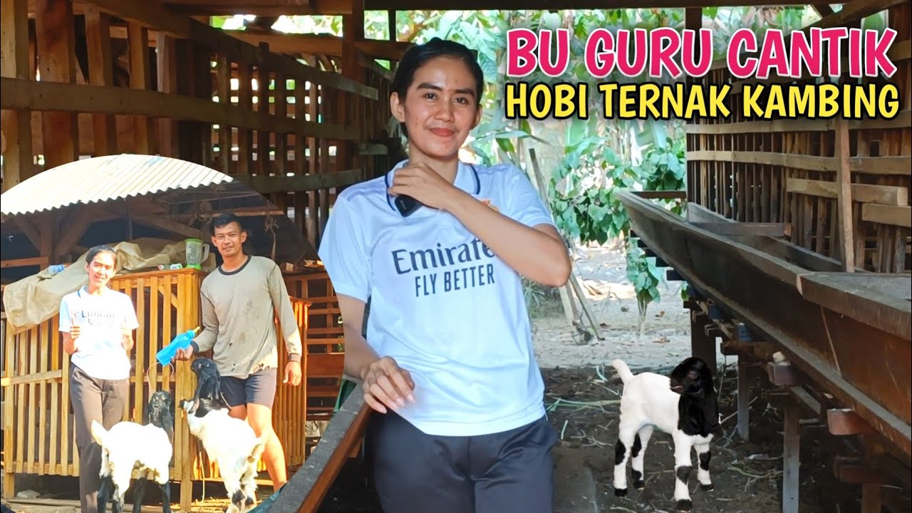 Tips Sukses Ternak Kambing Bagi Orang Yang Sibuk  ...!