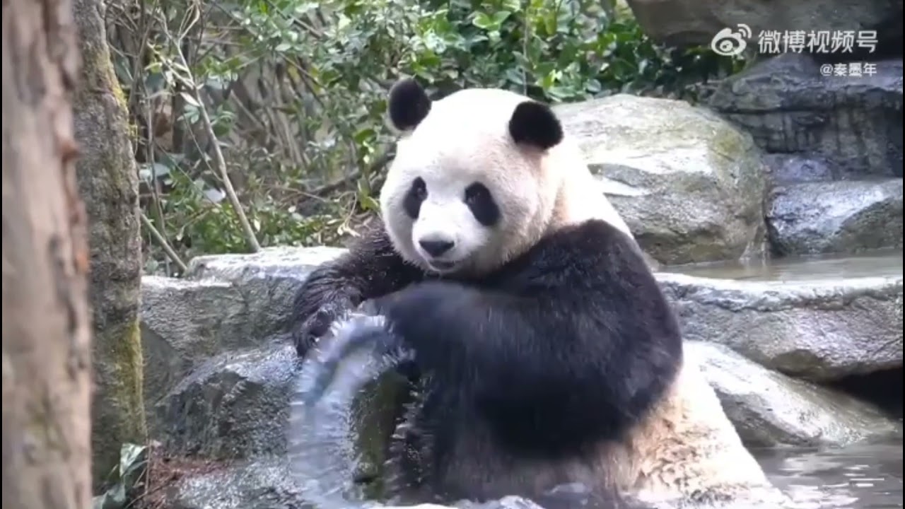 RouRou first bath of 2022 in her pool 🐼😁 she entertain everyone😂|Panda HappyLand