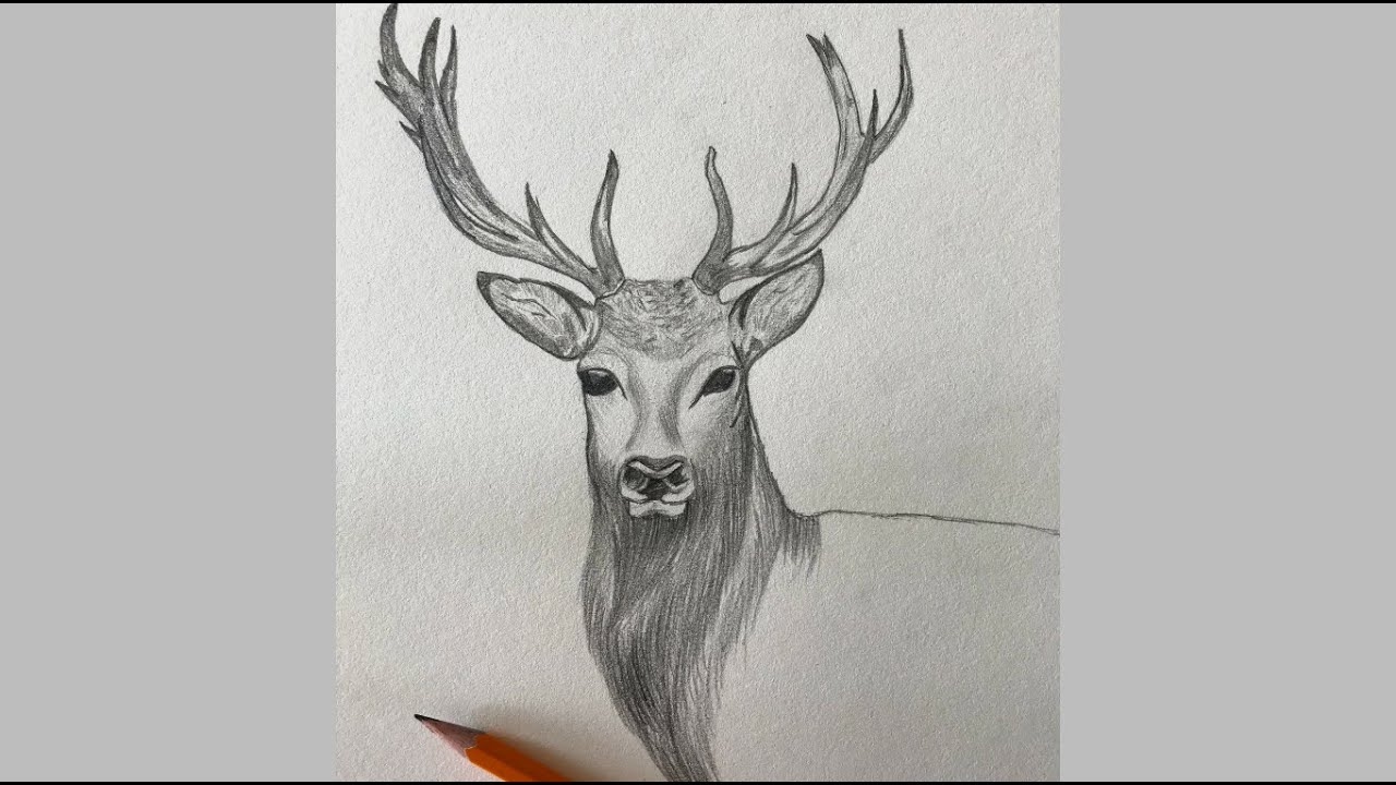 Sketch Challenge Week 15 | Stag Pencil Drawing | Sketching Realistic Deer