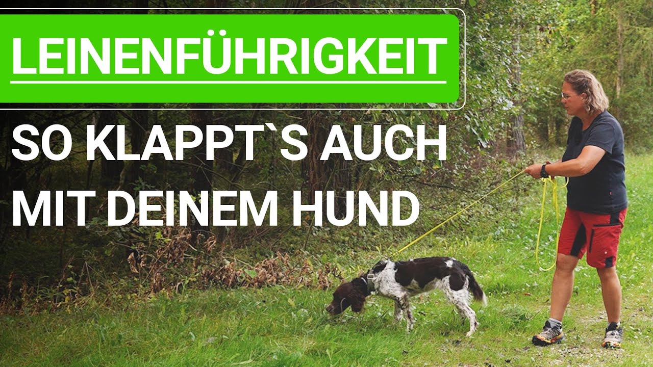 💥🐶 Leinenführigkeit trainieren ➡️ So klappt`s auch mit deinem Hund ➡️ Praxisvideo 🐕🐶💥✔️