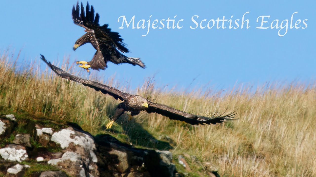 MAJESTIC Scottish Eagles Soar Through Skies