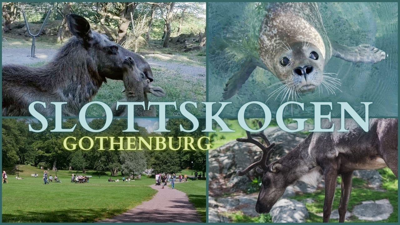 Slottsskogen - Plikta, ZOO & Best Picnic Spot - Azaleadalen