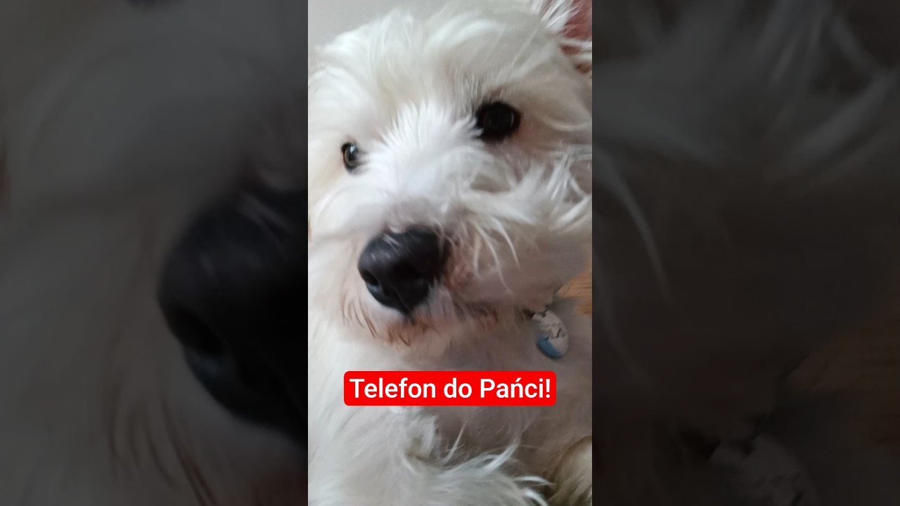 Czy Wy r&oacute;wnież dzwonicie do Pańci z takimi pytaniami?😅Ja często #pies#dc#pieskiezycie#westie #shorts