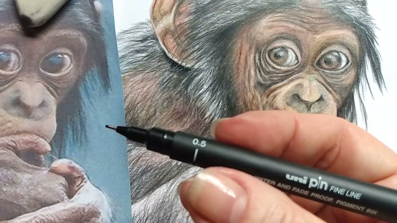 Como desenhar um chipanzé realista - parte 3 de 3