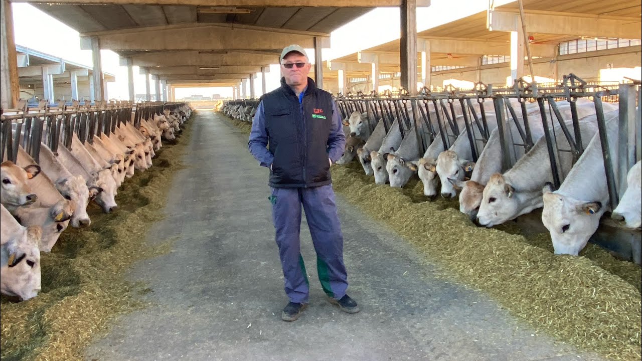 Az.Cascina “BONETTA”Fll.Delsoglio 700 capi Piemontesi linea vacca vitello ingrasso e 🐂Buoi 🐂