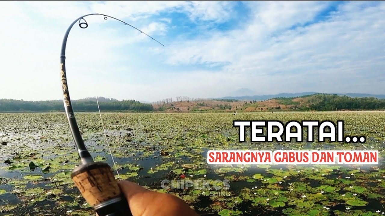 spot teratai yg di huni gabus dan toman.balong waduk cacaban