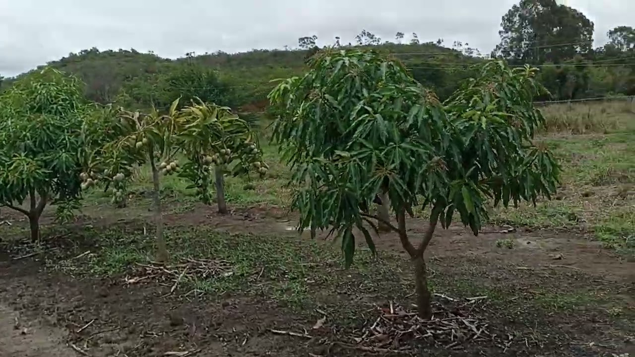 Frutas Produzindo - Que Benção - Alegria do Sítio