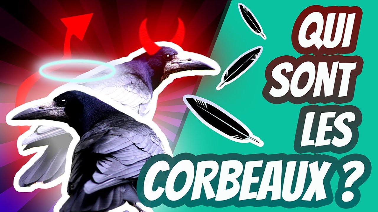Qui sont les corbeaux ? Cuicui Express #18