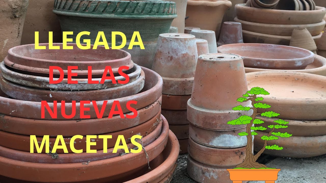 SHOPPING--Nuevas macetas para nuestros ejemplares