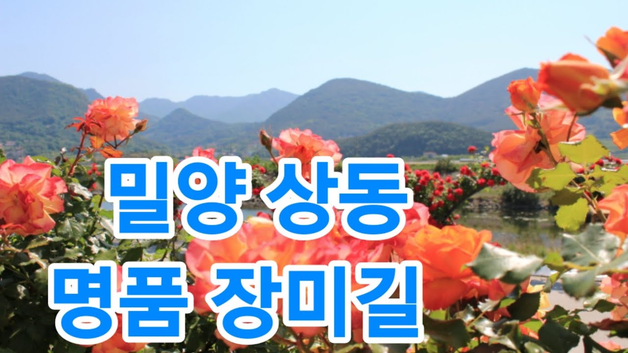 백만송이 장미 💛Come back Madonna [밀양 상동 명품 장미길]