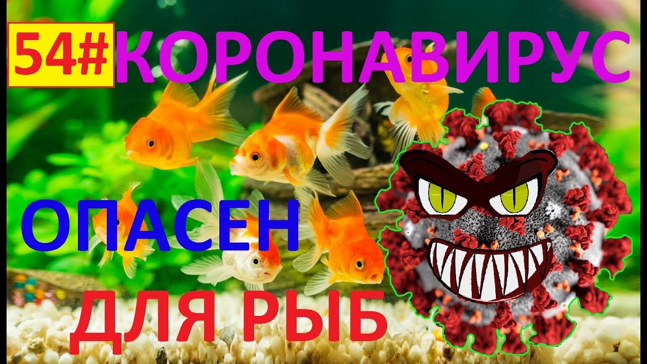 54# РЫБКИ И КОРОНАВИРУС ( О УЖАС ) БУДЬТЕ ОСТОРОЖНЫ!!!!!