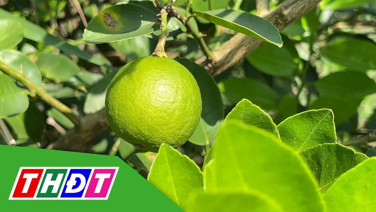 Vườn chanh Zero dư lượng | THDT