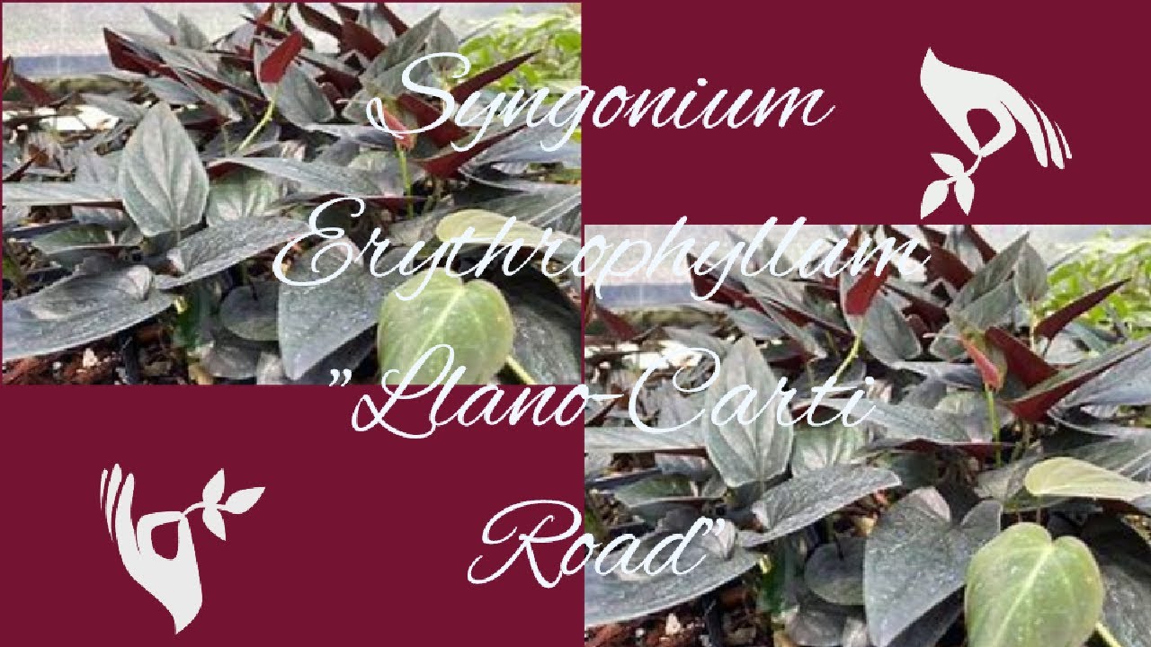 Syngonium Erythrophyllum 