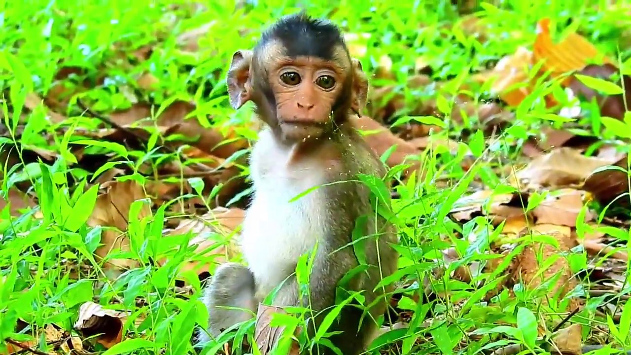Help Me...Papa I Can Not Pass Stool,Orphan Baby monkey copper has Constipation