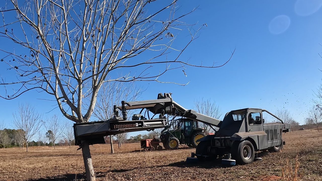 Farmer Mechanically Harvesting Pecans