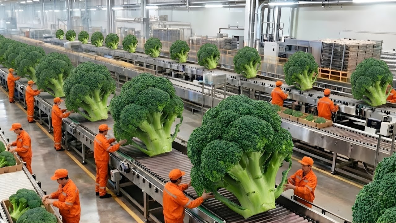 Unbelievable! How Cauliflower Is Grown in Extreme Cold and Processed Inside a Factory (Full Process)