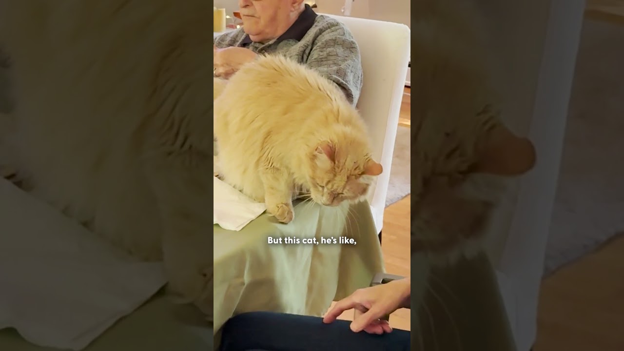 Бездомный кот решил, что готов к приручению | The Dodo