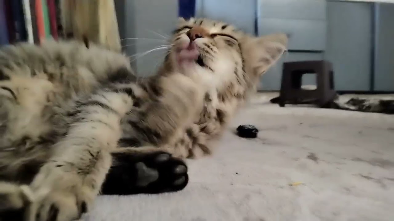 Beautiful cat 🥰🥰🥰🥰🥰