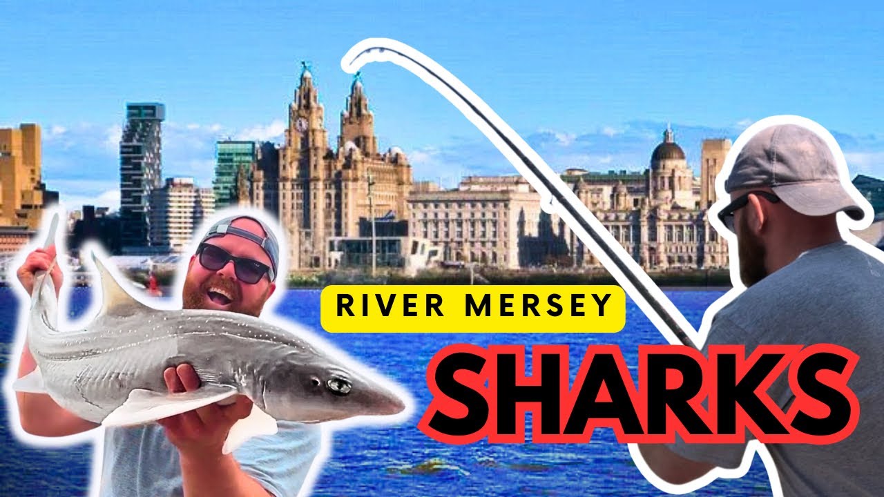 Catching Smooth Hound SHARKS in the River Mersey! (Sea Fishing Rigs, Tips & Bait)