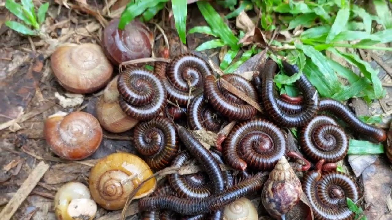 In the morning I opened the leaves and caught a snails and a millipedes#millipedes#snails#