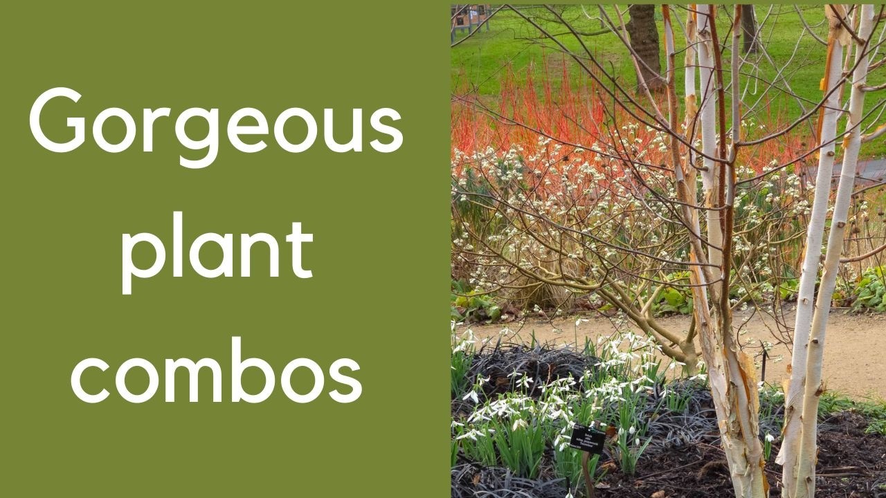Brilliant plant combinations for vibrant winter colour and scent - from Kew Gardens..