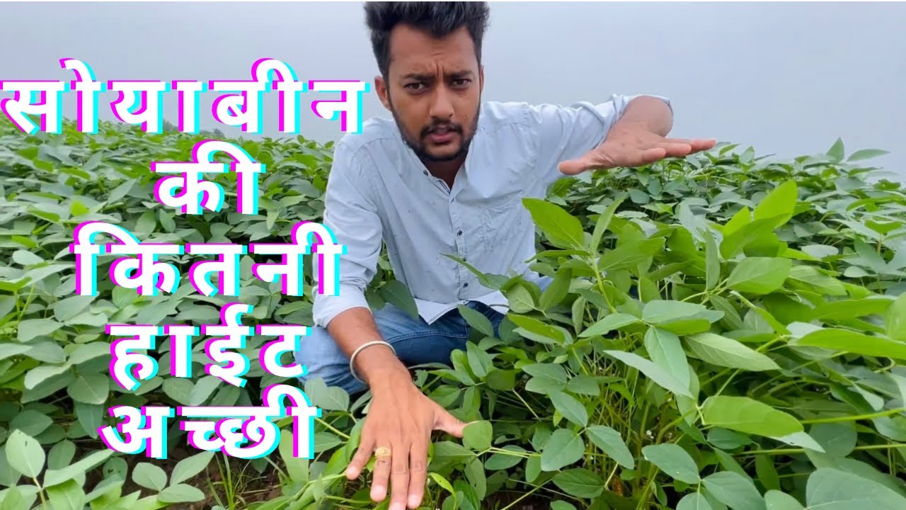 सोयाबीन की अच्छी हाईट होना या नहीं होना चलिये जानते हैं विदेशी लोग क्या बोलते हैं