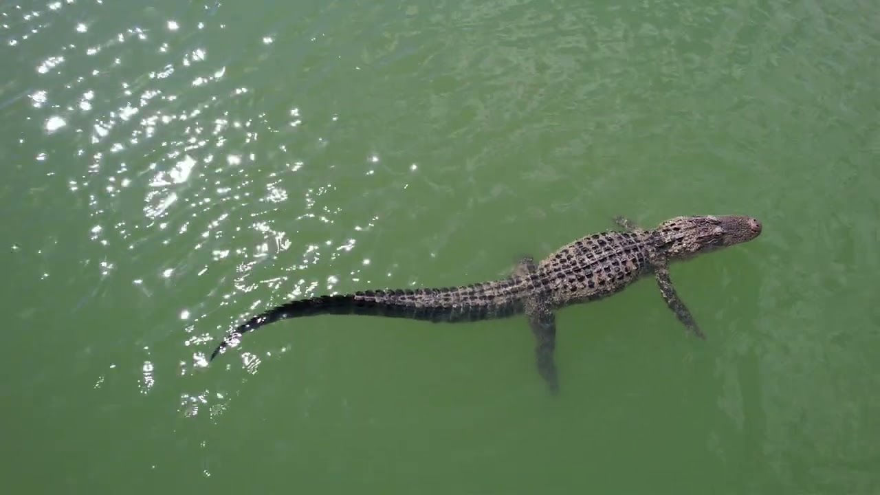 Swimming with  Gertie the Alligator at Verdana Village 2
