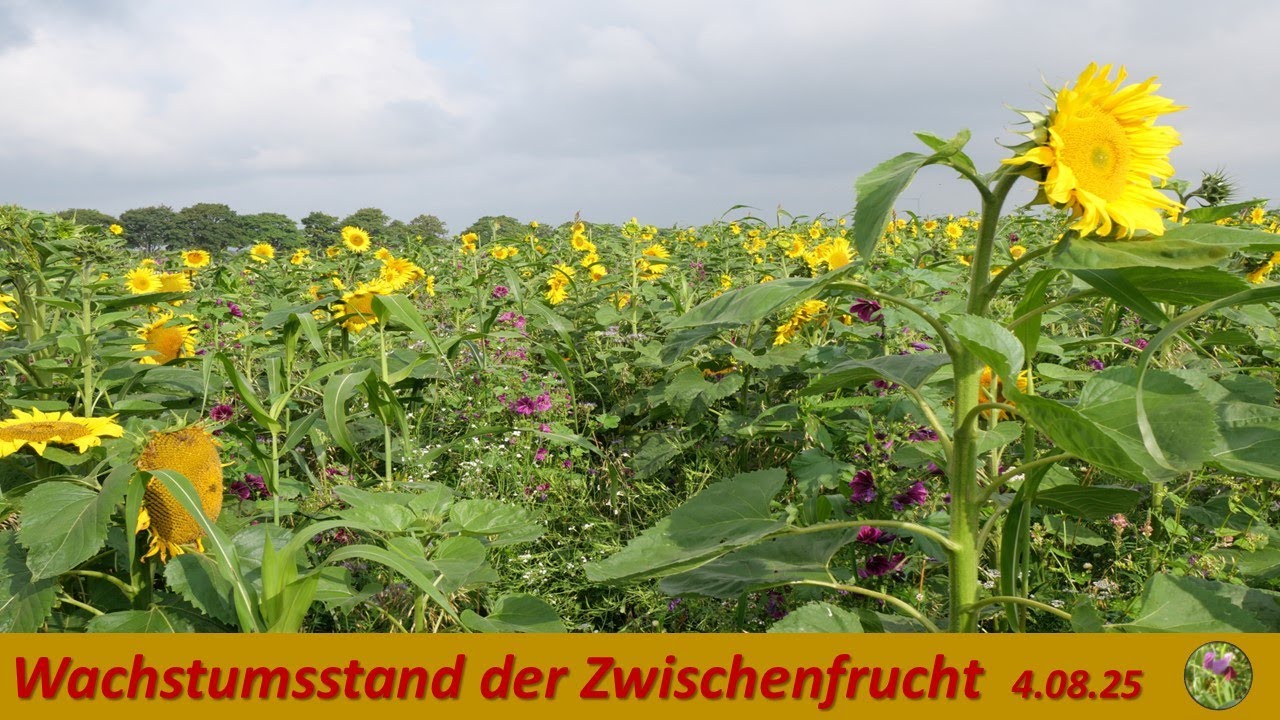 Wachstumsstand der Zwischenfrucht 4. AUG 25