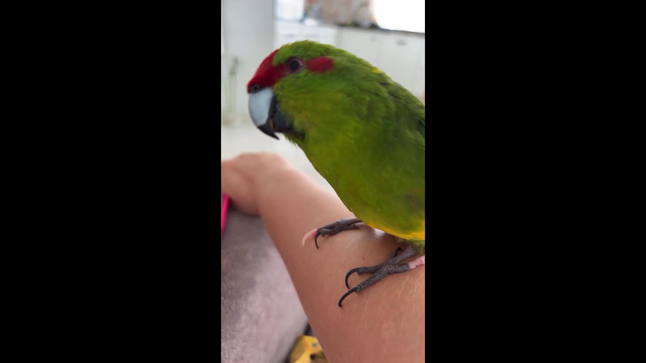 Obovcem Che в прямом эфире!как легко приручить Новозеландского Какарика к рукам🦜