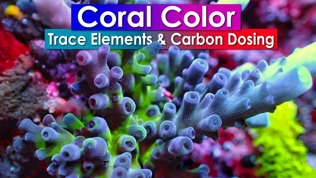 Coral Color - Trace Elements and Carbon Dosing with Lou Ekus from Tropic Marin
