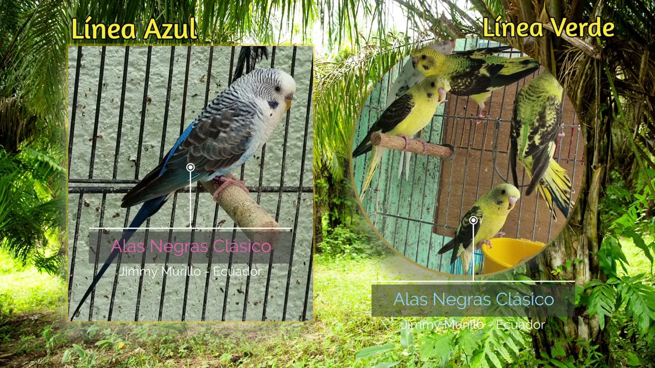 Alas negras - Barrado