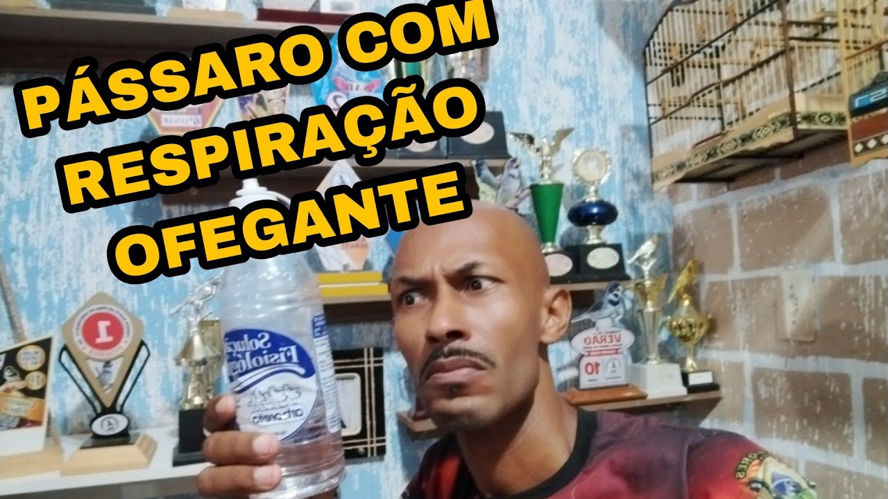 RESPIRAÇÃO OFEGANTE ISSO PODE  AJUDAR SEU PÁSSARO @Perliscriadorpapacapimecoleiro