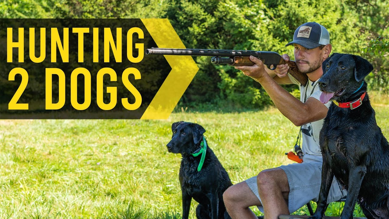 Hunting Two Dogs Together - Duck Dog Training